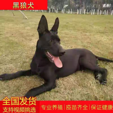 纯种黑狼犬