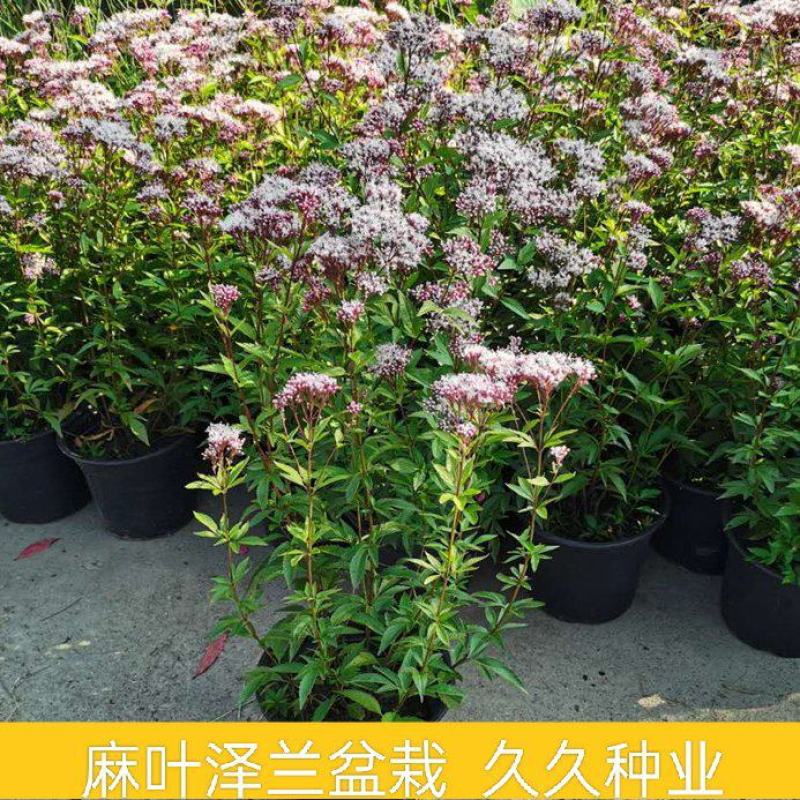 麻叶泽兰盆栽大苗多年生宿根灌木杀菌植物庭院阳台花卉耐寒