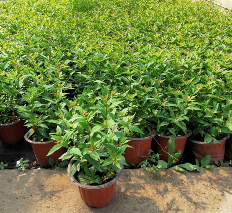 麻叶泽兰盆栽大苗多年生宿根灌木杀菌植物庭院阳台花卉耐寒