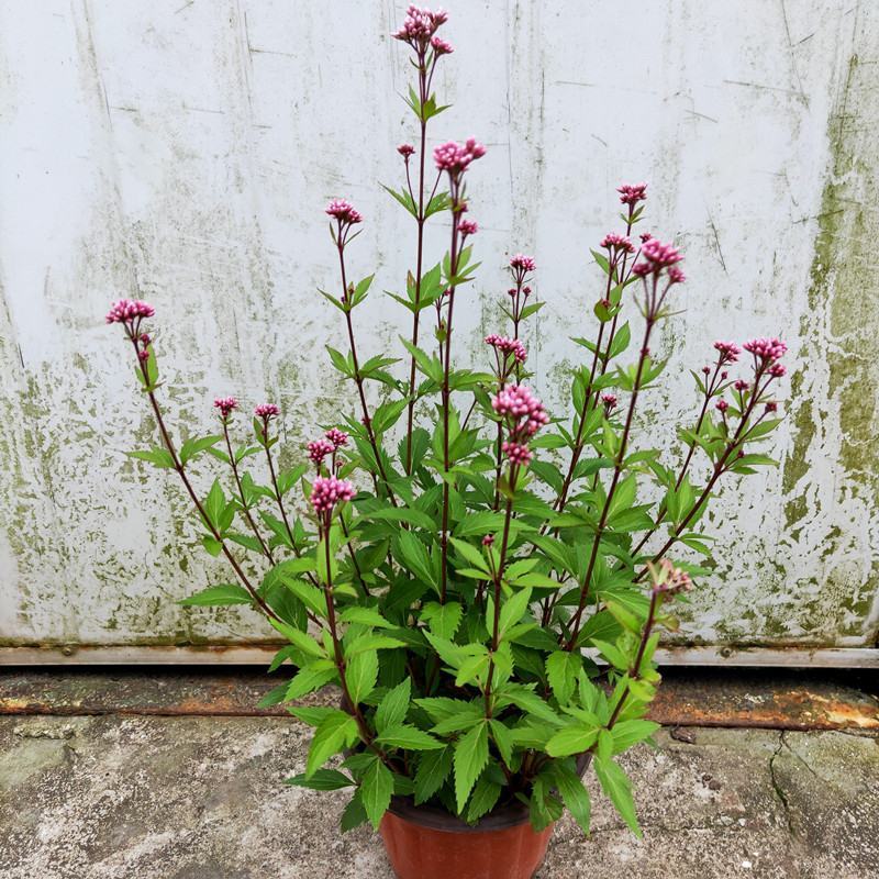 麻叶泽兰盆栽大苗多年生宿根灌木杀菌植物庭院阳台花卉耐寒