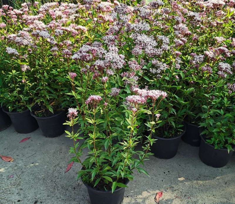 麻叶泽兰盆栽大苗多年生宿根灌木杀菌植物庭院阳台花卉耐寒