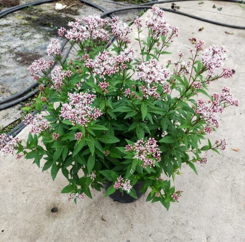 麻叶泽兰盆栽大苗多年生宿根灌木杀菌植物庭院阳台花卉耐寒