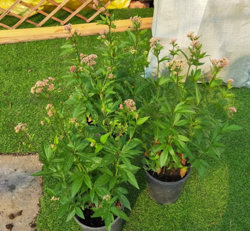 麻叶泽兰盆栽大苗多年生宿根灌木杀菌植物庭院阳台花卉耐寒