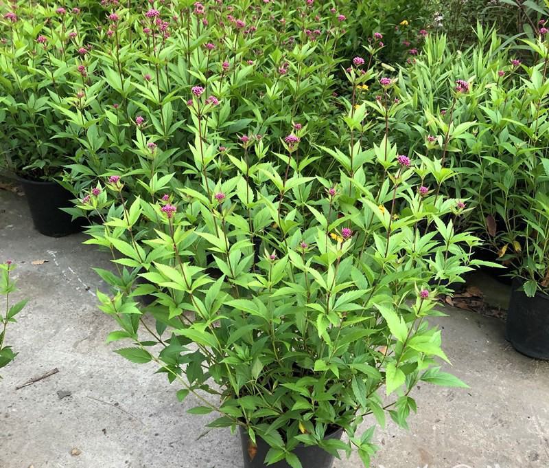 麻叶泽兰盆栽大苗多年生宿根灌木杀菌植物庭院阳台花卉耐寒