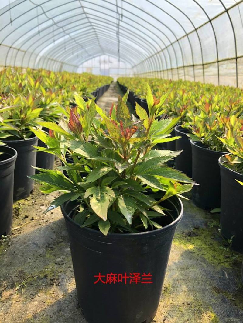 麻叶泽兰盆栽大苗多年生宿根灌木杀菌植物庭院阳台花卉耐寒