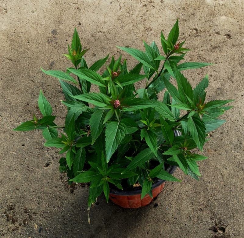 麻叶泽兰盆栽大苗多年生宿根灌木杀菌植物庭院阳台花卉耐寒