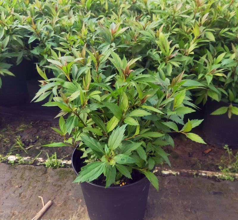 麻叶泽兰盆栽大苗多年生宿根灌木杀菌植物庭院阳台花卉耐寒