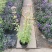 麻叶泽兰盆栽大苗多年生宿根灌木杀菌植物庭院阳台花卉耐寒