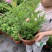 麻叶泽兰盆栽大苗多年生宿根灌木杀菌植物庭院阳台花卉耐寒
