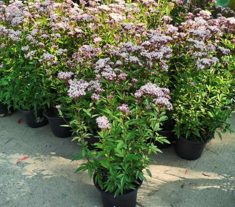 麻叶泽兰盆栽大苗多年生宿根灌木杀菌植物庭院阳台花卉耐寒
