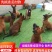 纯种爆红小马犬
