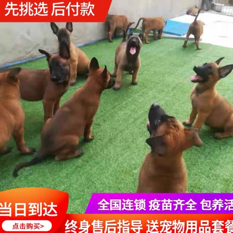 纯种爆红小马犬