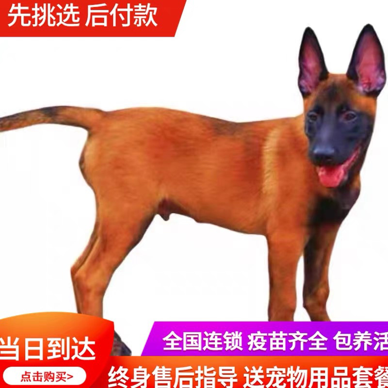 纯种爆红小马犬