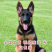 纯种德牧牧幼犬弓背黑背看家护院放牧牛羊