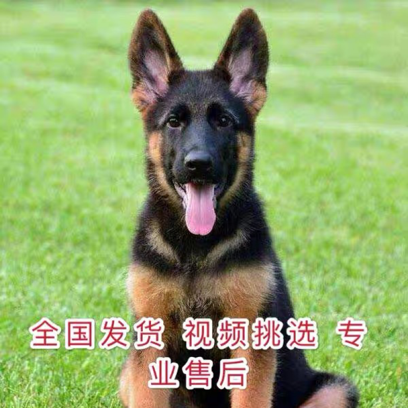 纯种德牧牧幼犬弓背黑背看家护院放牧牛羊