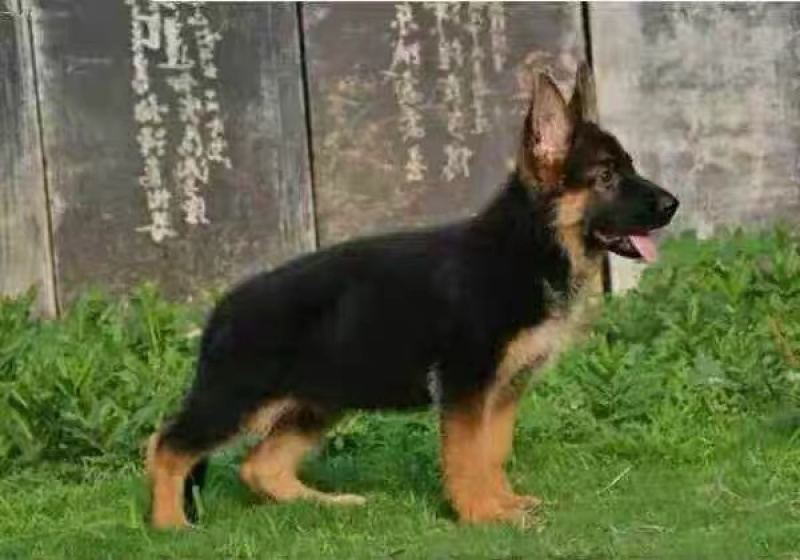 纯种德牧牧幼犬弓背黑背看家护院放牧牛羊