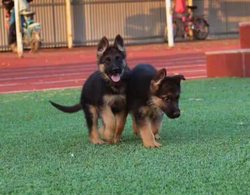 纯种德牧牧幼犬弓背黑背看家护院放牧牛羊