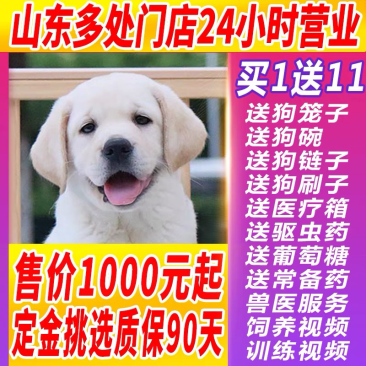 纯种拉布拉多幼犬小中大型宠物真物狗狗家养神犬小七训练