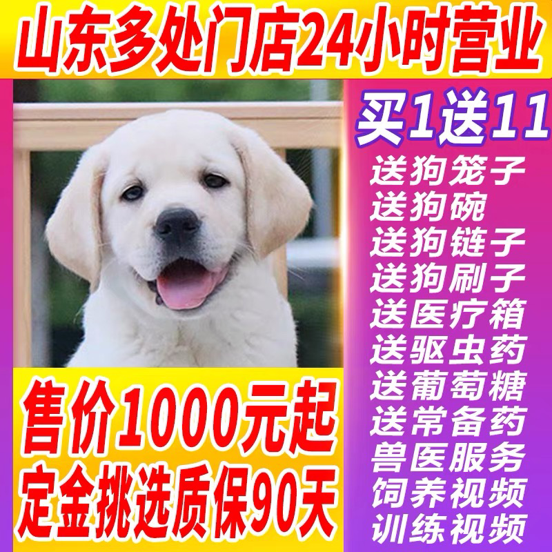 纯种拉布拉多幼犬小中大型宠物真物狗狗家养神犬小七训练