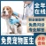 纯种拉布拉多幼犬小中大型宠物真物狗狗家养神犬小七训练