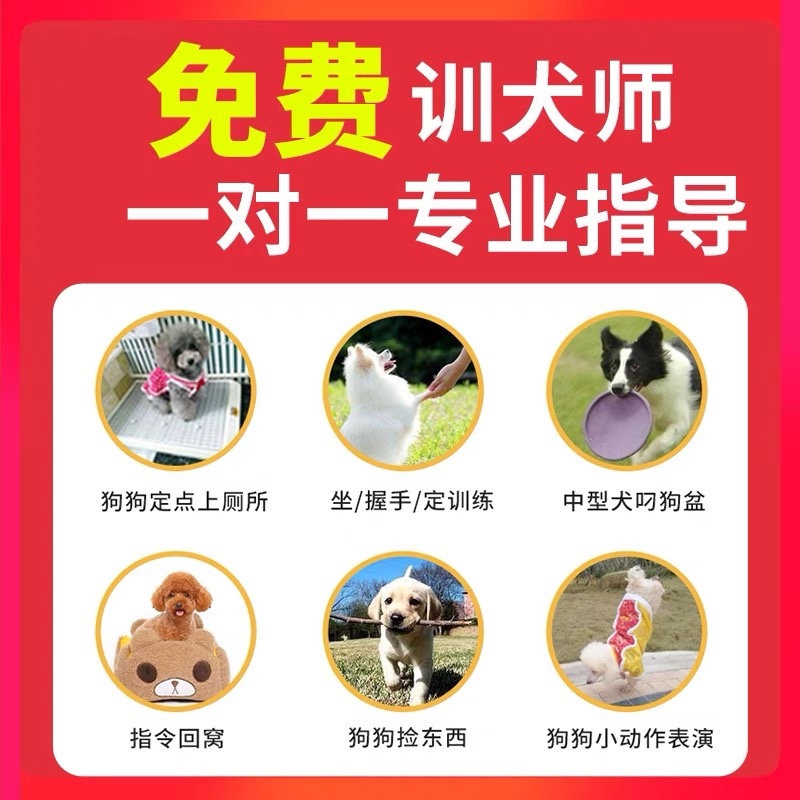 纯种拉布拉多幼犬小中大型宠物真物狗狗家养神犬小七训练