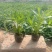 花镜植物柳叶马鞭草盆栽多年生庭院阳台植物花园百搭
