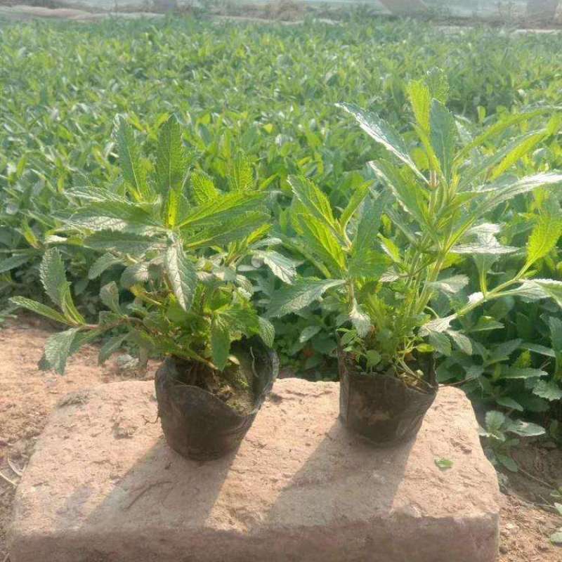 花镜植物柳叶马鞭草盆栽多年生庭院阳台植物花园百搭