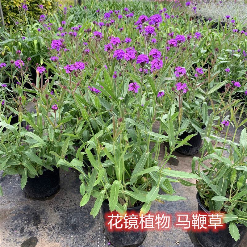 花镜植物柳叶马鞭草盆栽多年生庭院阳台植物花园百搭