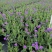 花镜植物柳叶马鞭草盆栽多年生庭院阳台植物花园百搭