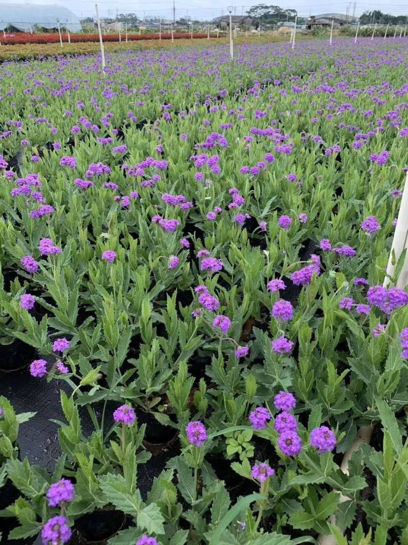 花镜植物柳叶马鞭草盆栽多年生庭院阳台植物花园百搭