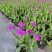 花镜植物柳叶马鞭草盆栽多年生庭院阳台植物花园百搭