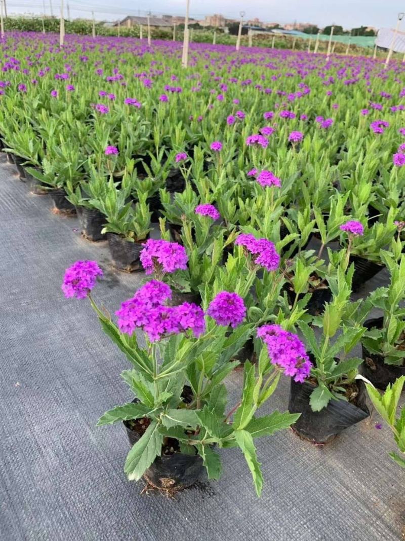 花镜植物柳叶马鞭草盆栽多年生庭院阳台植物花园百搭