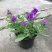 花镜植物柳叶马鞭草盆栽多年生庭院阳台植物花园百搭