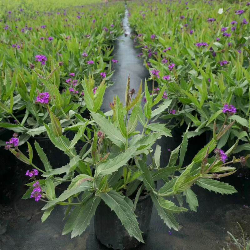花镜植物柳叶马鞭草盆栽多年生庭院阳台植物花园百搭