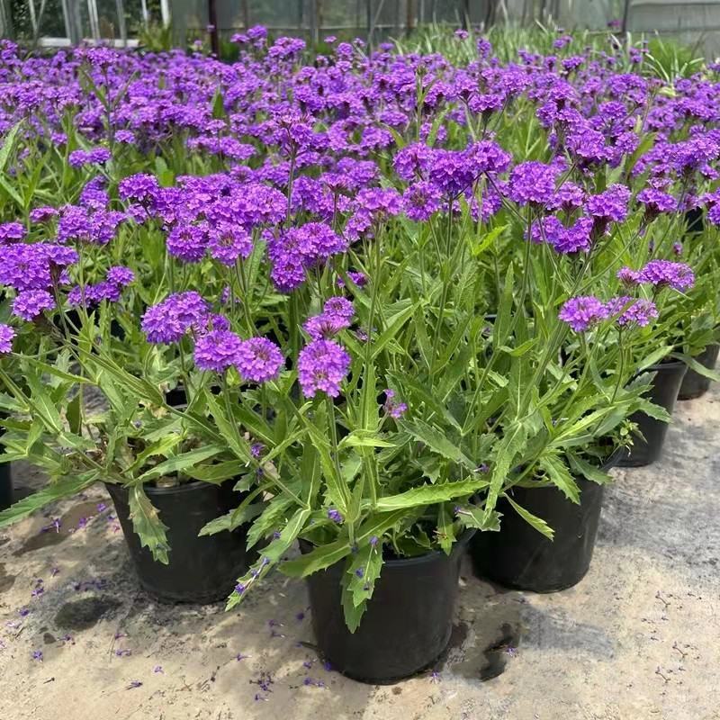 花镜植物柳叶马鞭草盆栽多年生庭院阳台植物花园百搭