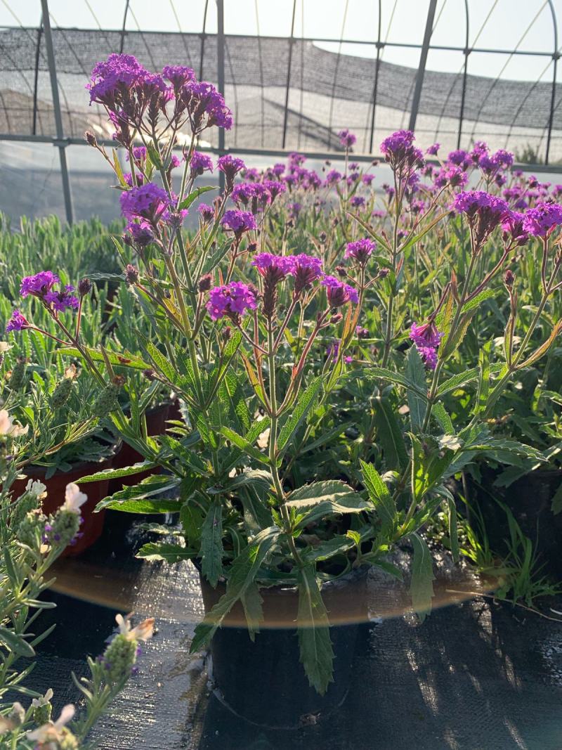 花镜植物柳叶马鞭草盆栽多年生庭院阳台植物花园百搭