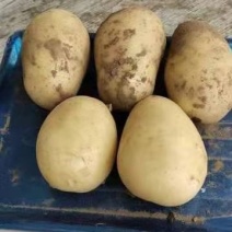 希森6号金黄心希森土豆：表皮光滑薯型漂亮，口感好吃。
