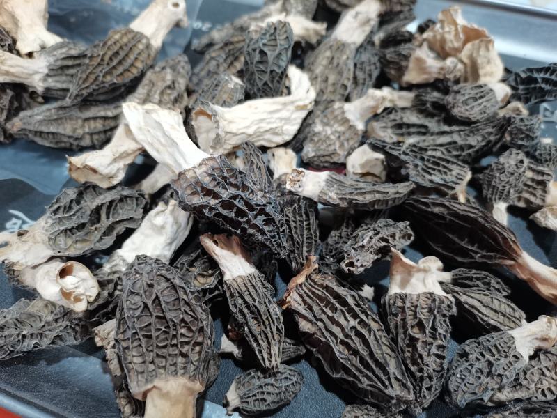 羊肚菌干货，新鲜羊肚菌酒店专用小个头头岔货，干净
