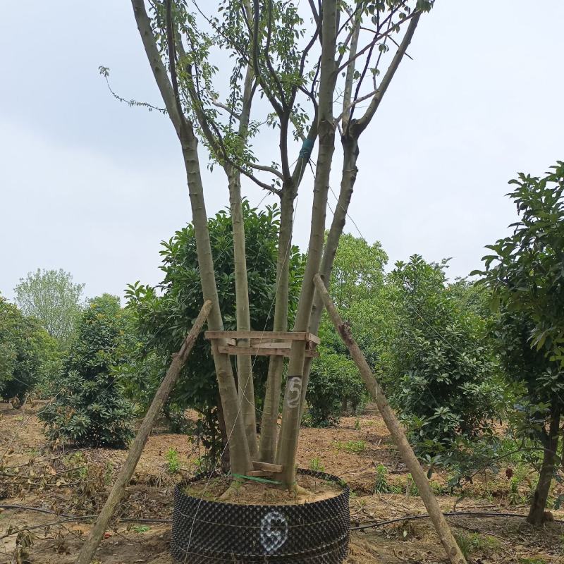 50至100公分精品丛生容器朴树大量有货，