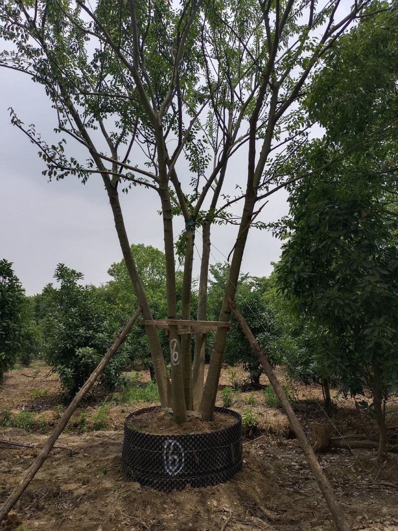 50至100公分精品丛生容器朴树大量有货，
