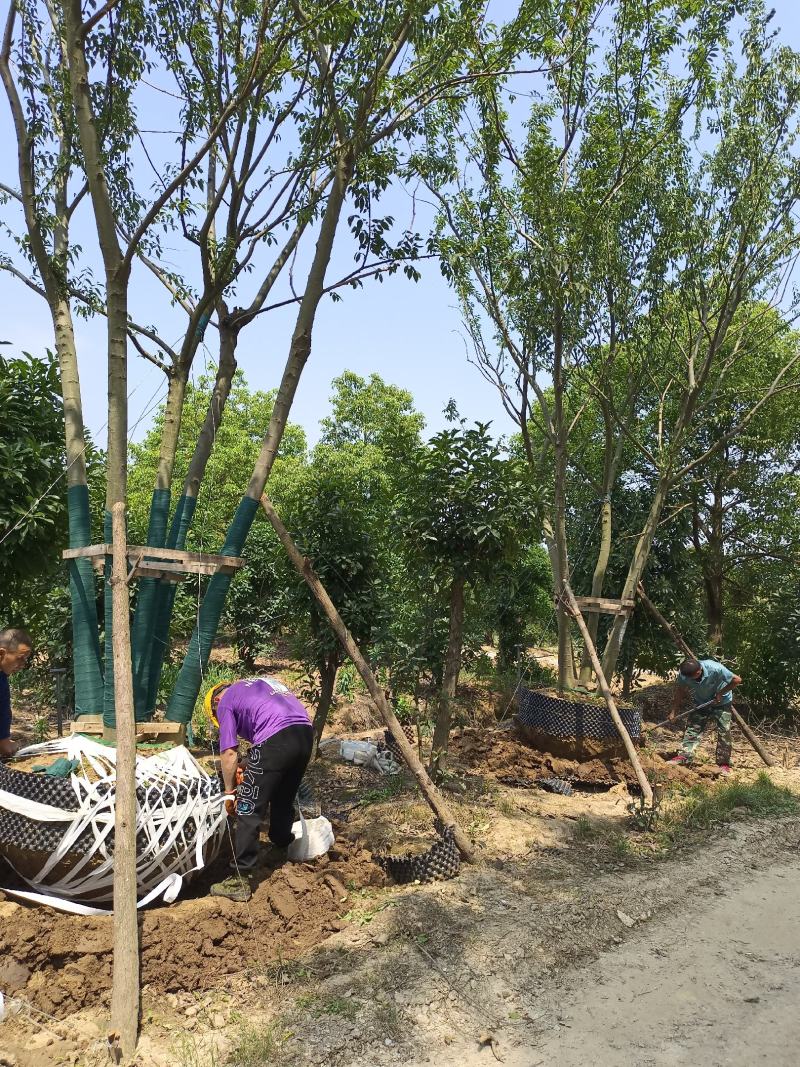 50至100公分精品丛生容器朴树大量有货，