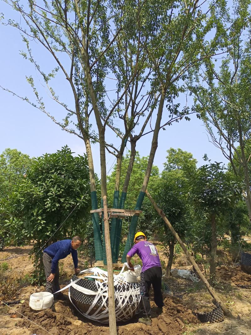 50至100公分精品丛生容器朴树大量有货，