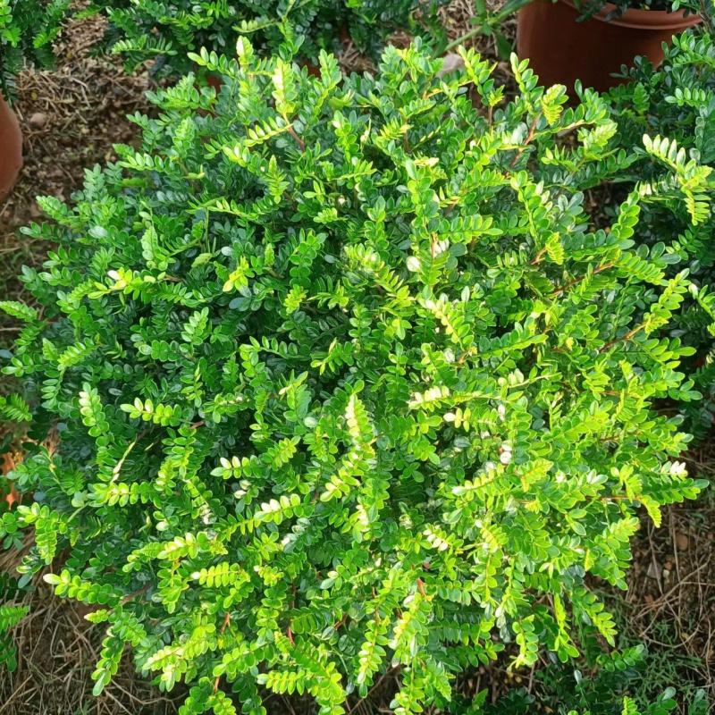 清香木胡椒木穴盘苗7斤袋260盆350盆，基地直供