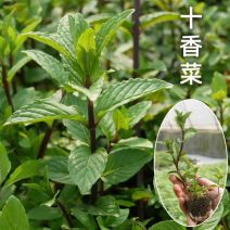 紫茎十香菜小叶十香菜香薄荷石香菜秧苗