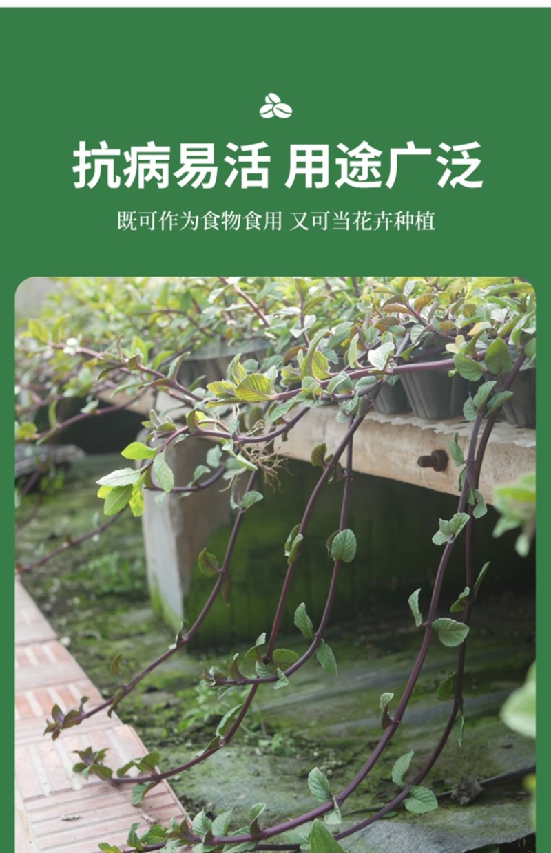 紫茎十香菜小叶十香菜香薄荷石香菜秧苗