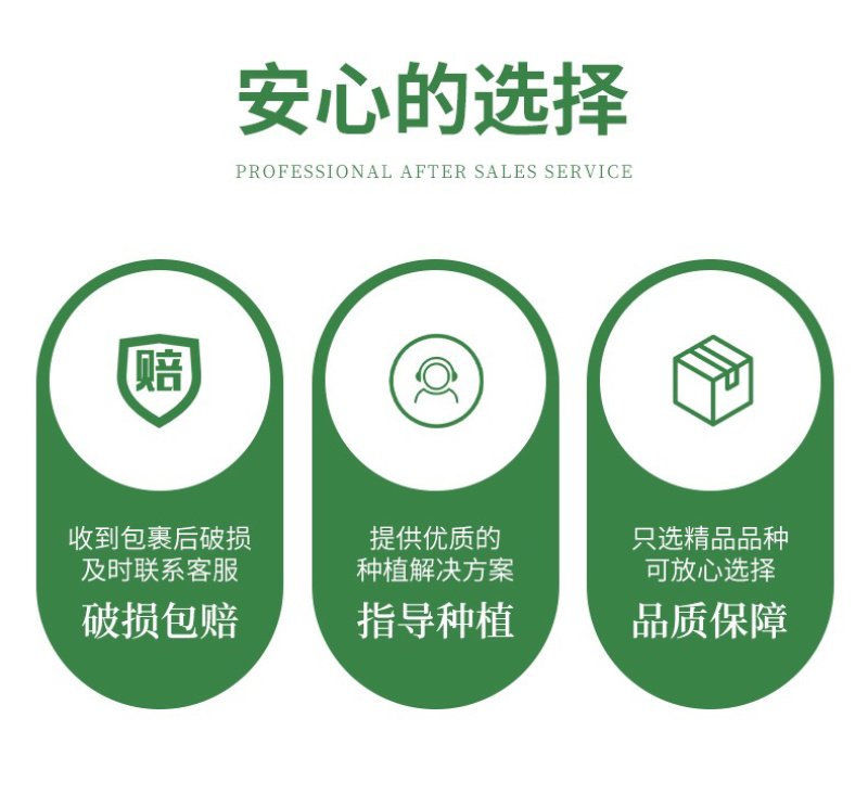 紫茎十香菜小叶十香菜香薄荷石香菜秧苗