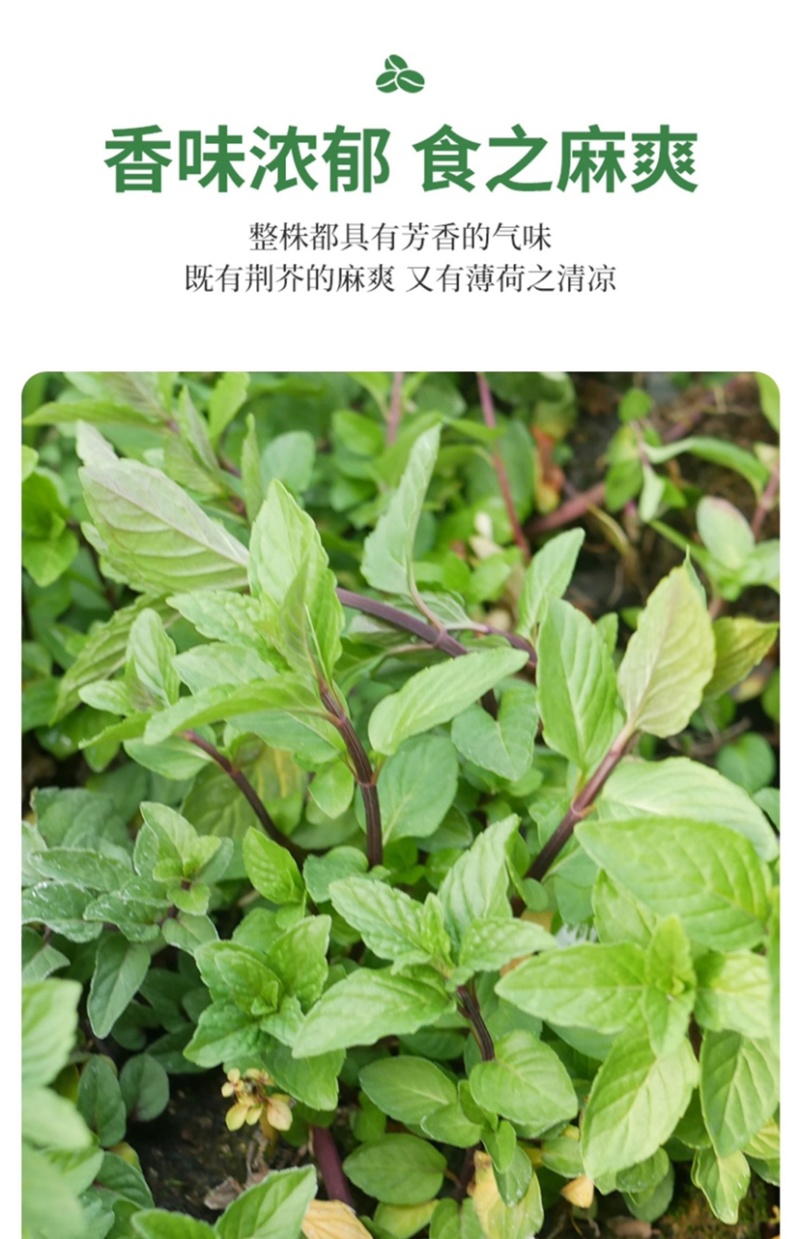 紫茎十香菜小叶十香菜香薄荷石香菜秧苗