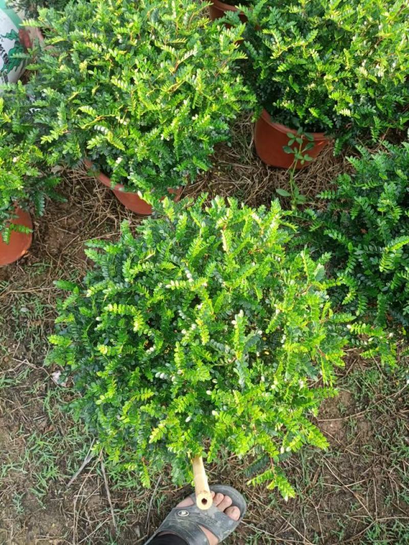 清香木胡椒木穴盘苗7斤袋260盆350盆，基地直供