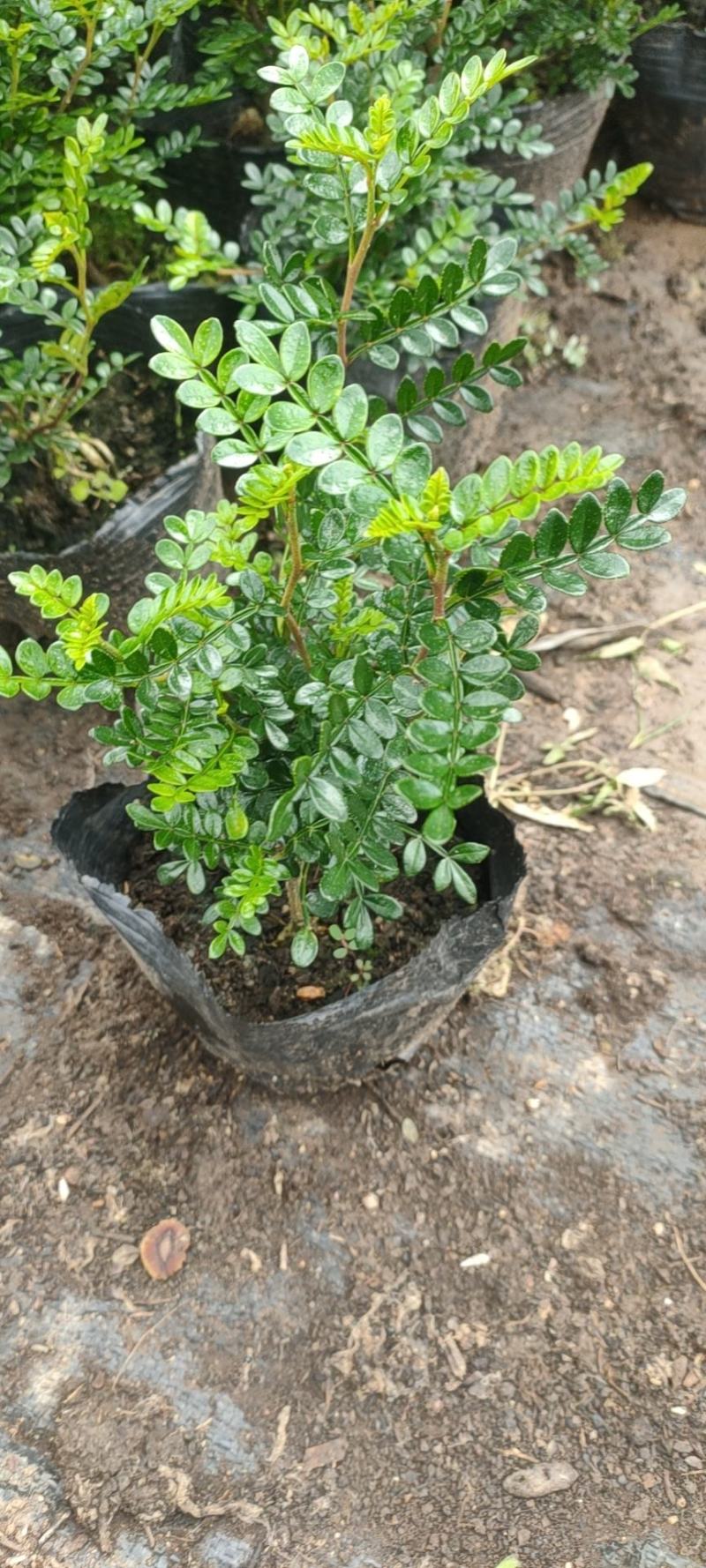 清香木胡椒木穴盘苗7斤袋260盆350盆，基地直供