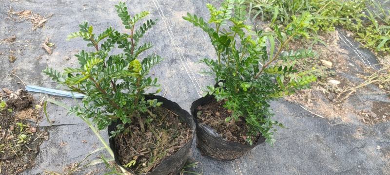 清香木胡椒木穴盘苗7斤袋260盆350盆，基地直供
